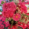 NAPPE GARDEN ROSE FUCHSIA